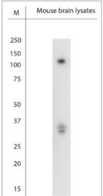 Western Blot: TRPC1 Antibody [NBP2-50090] - WB on mouse brain lysate. Blocking: 1% LFDM for 30 min at RT; primary antibody: dilution 1:2000 incubated at 4C overnight.