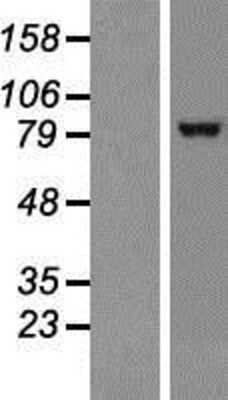 Western Blot TRPC1 Overexpression Lysate