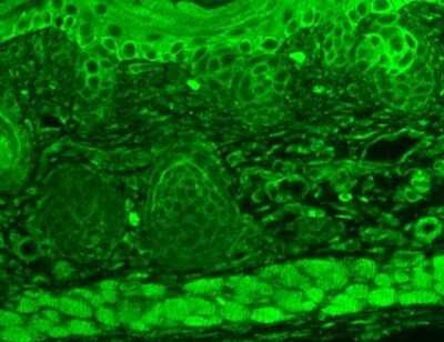 Immunohistochemistry: TRP7 Antibody (N64A/36) [NBP1-48318] - Immunohistochemistry analysis using Mouse Anti-TrpC7 Monoclonal Antibody, Clone N64A/36 (NBP1-48318). Tissue: backskin. Species: Mouse. Fixation: Bouin's Fixative and paraffin-embedded. Primary Antibody: Mouse Anti-TrpC7 Monoclonal Antibody (NBP1-48318) at 1:100 for 1 hour at RT. Secondary Antibody: FITC Goat Anti-Mouse (green) at 1:50 for 1 hour at RT. Localization: Everything.