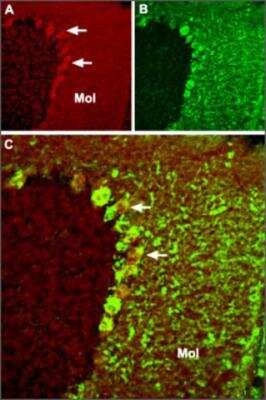 Immunohistochemistry-Frozen: TRPC4 Antibody [NB200-605] - Anti-TRPC4: Immunohistochemical staining of Mouse cerebellum frozen sections with Anti-TRPC4 antibody. A. TRPC4 (red) appears in Purkinje cells (arrows) and in the molecular (Mol) layer. B. Staining with Mouse Anti-Parvalbumin (PV) in the same brain section. C. Confocal merge of TRPC4 and PV demonstrates partial co-localization in the Purkinje and the molecular layers.