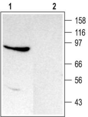 Western Blot: TRPC4 Antibody [NB200-605] - Anti-TRPC4: Western blot analysis of Rat brain membranes. Lanes: 1. Anti-TRPC4 antibody; 2. Anti-TRPC4 antibody, preincubated with the control peptide antigen.