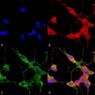 Immunocytochemistry/Immunofluorescence: TRPC5 Antibody (N67/15) [NBP2-12919] - Immunocytochemistry/Immunofluorescence analysis using Mouse Anti-TrpC5 Monoclonal Antibody, Clone N67/15 (NBP2-12919). Tissue: Neuroblastoma cells (SH-SY5Y). Species: Human. Fixation: 4% PFA for 15 min. Primary Antibody: Mouse Anti-TrpC5 Monoclonal Antibody (NBP2-12919) at 1:50 for overnight at 4C with slow rocking. Secondary Antibody: AlexaFluor 488 at 1:1000 for 1 hour at RT. Counterstain: Phalloidin-iFluor 647 (red) F-Actin stain; Hoechst (blue) nuclear stain at 1:800, 1.6mM for 20 min at RT. (A) Hoechst (blue) nuclear stain. (B) Phalloidin-iFluor 647 (red) F-Actin stain. (C) TrpC5 Antibody (D) Composite.