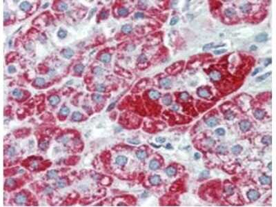 Immunohistochemistry: TRPC6 Antibody (3F2.H10.F2) [NBP1-42738] - Analysis of TRPC6 in human adrenal (cortex) tissue (40X). The antibody was used a dilution to 2.5 ug/mL. The image shows strong staining with minimal background staining. Tissue was formalin fixed and paraffin embedded. No pre-treatment of sample was required. The image shows the localization of antibody as the precipitated red signal, with a hematoxylin purple nuclear counterstain.