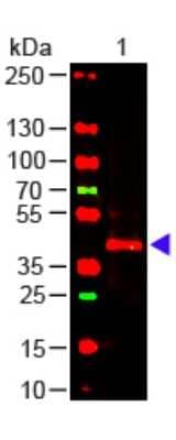Western Blot: TRPC6 Antibody (3F2.H10.F2) [NBP1-42738] - Lane 1: Mouse Kidney WCL Load: 10 ug per lane Primary antibody: TRPC6 Antibody at 1:1000 for overnight at 4C Secondary antibody: DyLight 649 donkey anti-mouse at 1:20,000 for 30 min at RT Block: incubated with blocking buffer for 30 min at RT