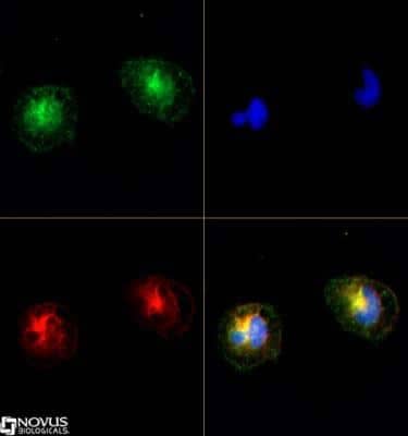 Immunocytochemistry/Immunofluorescence: TRPM2 Antibody [NB110-81601] - TRPM2 antibody was tested in Neuro2A cells with DyLight 488 (green). Nuclei and alpha-tubulin were counterstained with DAPI (blue) and DyLight 550 (red).