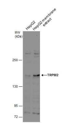 Western Blot: TRPM2 Antibody [NBP1-33416] - HepG2 whole cell and membrane extracts (30 ug) were separated by 5% SDS-PAGE, and the membrane was blotted with TRPM2 antibody [N1N2-2], N-term diluted at 1:500. The HRP-conjugated anti-rabbit IgG antibody (NBP2-19301) was used to detect the primary antibody.