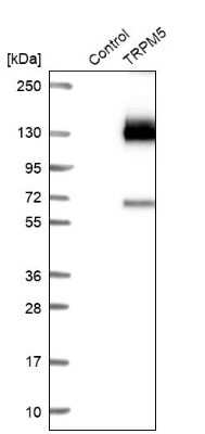 Western Blot: TRPM5 Antibody [NBP2-48760] - Analysis in control (vector only transfected HEK293T lysate) and TRPM5 over-expression lysate (Co-expressed with a C-terminal myc-DDK tag (3.1 kDa) in mammalian HEK293T cells).