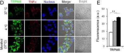 Immunocytochemistry/Immunofluorescence: TRPM8 Antibody [NBP1-97311] - Co-localization of TRPM8 and TNFa in the cytoplasm (cold condition and 500 nM menthol). Data are shown as the mean +/- S.D. from three experiments. **P &lt; 0.01.Image collected and cropped by CiteAb from the following publication (https://www.nature.com/articles/srep45155) licensed under a CC-BY license.