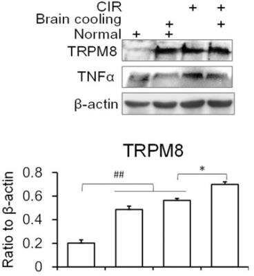 <b>Biological Strategies Validation. </b>Western Blot: TRPM8 Antibody [NBP1-97311] - Brain cooling means putting the anesthetized mouse brain on the artificial ice. Normal means the room temperature (25C). Data are shown as the mean +/- S.D. from five mice in each group. #P < 0.05; ##P < 0.01, v.s. the normal control. *P < 0.05; v.s. the CIR. Image collected and cropped by CiteAb from the following publication (//www.nature.com/articles/srep45155) licensed under a CC-BY license.