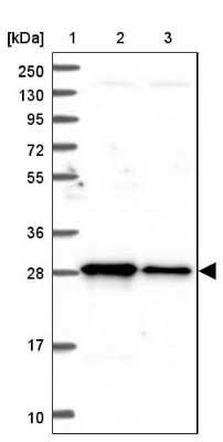 Western Blot TRPT1 Antibody - BSA Free