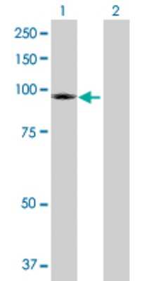 Western Blot: TRUSS Antibody [H00026133-D01P] - Analysis of TRPC4AP expression in transfected 293T cell line by TRPC4AP polyclonal antibody.Lane 1: TRPC4AP transfected lysate(90.90 KDa).Lane 2: Non-transfected lysate.
