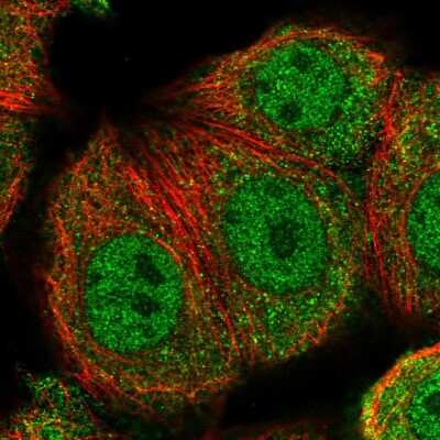 Immunocytochemistry/ Immunofluorescence TRXR3 Antibody - BSA Free