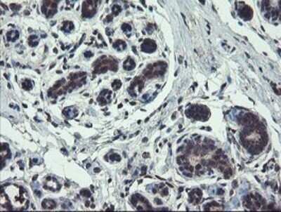 Immunohistochemistry: TSC22/TSC22D1 Antibody (OTI4H8) - Azide and BSA Free [NBP2-74654] - Analysis of Human breast tissue.