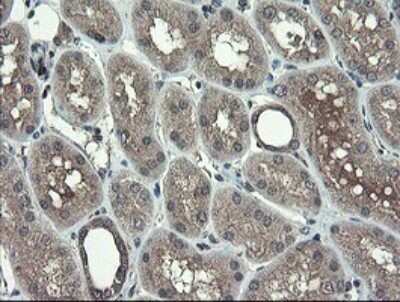 Immunohistochemistry: TSC22/TSC22D1 Antibody (OTI4H8) - Azide and BSA Free [NBP2-74654] - Analysis of Human Kidney tissue.