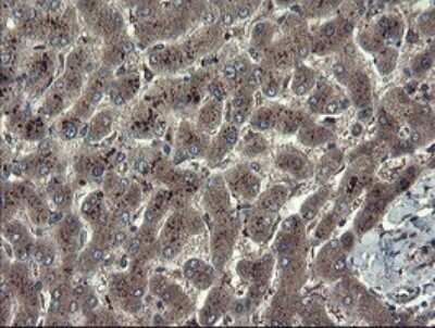 Immunohistochemistry: TSC22/TSC22D1 Antibody (OTI4H8) - Azide and BSA Free [NBP2-74654] - Analysis of Human liver tissue.