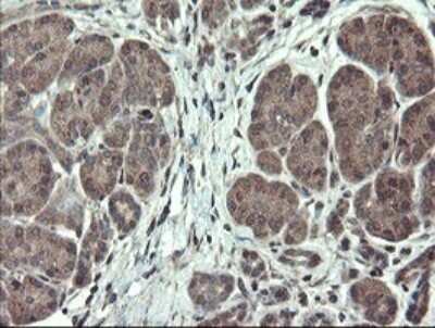 Immunohistochemistry: TSC22/TSC22D1 Antibody (OTI4H8) - Azide and BSA Free [NBP2-74654] - Analysis of Human pancreas tissue.
