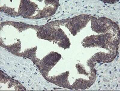Immunohistochemistry: TSC22/TSC22D1 Antibody (OTI4H8) - Azide and BSA Free [NBP2-74654] - Analysis of Human prostate tissue.