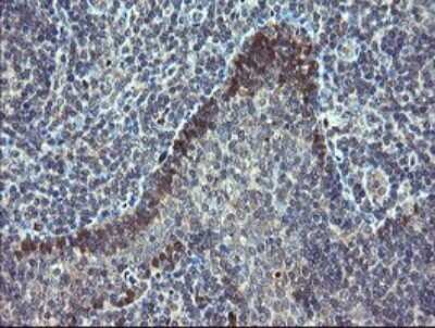 Immunohistochemistry: TSC22/TSC22D1 Antibody (OTI4H8) - Azide and BSA Free [NBP2-74654] - Analysis of Human tonsil tissue.