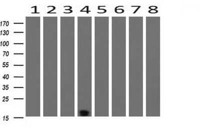 Western Blot: TSC22/TSC22D1 Antibody (OTI4H8) - Azide and BSA Free [NBP2-74654] - Analysis of extracts (10ug) from 8 Human tissue by using (1: Testis; 2: Uterus; 3: Breast; 4: Brain; 5: Liver; 6: Ovary; 7: Thyroid gland; 8: Colon).
