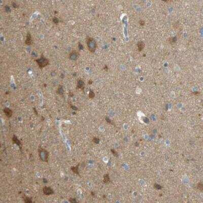 Immunohistochemistry-Paraffin: TSC22D2 Antibody [NBP1-81491] - Staining of human cerebral cortex shows strong ctyoplasmic positivity in neurons.