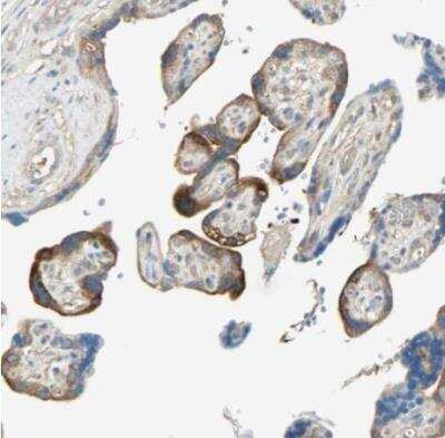 Immunohistochemistry-Paraffin: TSC22D2 Antibody [NBP1-81491] - Staining of human placenta shows moderate cytoplasmic positivity in trophoblastic cells.