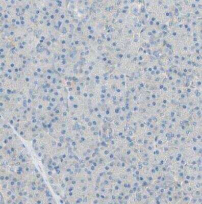 Immunohistochemistry-Paraffin: TSC22D2 Antibody [NBP1-81491] - Staining of human pancreas shows no cytoplasmic positivity in exocrine glandular cells as expected.