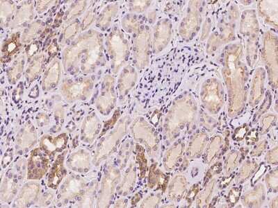 Immunohistochemistry-Paraffin: TSC22D2 Antibody [NBP2-98553] - Immunochemical staining of human TSC22D2 in human kidney with rabbit polyclonal antibody at 1:100 dilution, formalin-fixed paraffin embedded sections.
