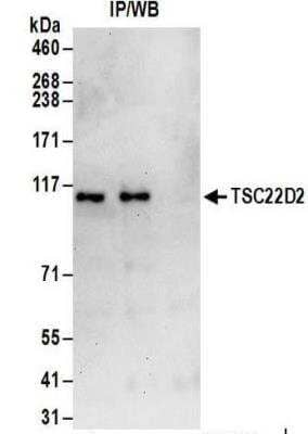 Immunoprecipitation: TSC22D2 Antibody [NBP2-32118] - Whole cell lysate (1 mg for IP; 20% of IP loaded) from HeLa cells.  Antibodies:  Affinity purified rabbit anti-TSC22D2 antibody NBP2-32118) used for IP at 6 ug/mg lysate.  TSC22D2 was also immunoprecipitated by rabbit anti-TSC22D2 antibody BL14708.  For blotting immunoprecipitated TSC22D2, NBP2-32118 was used at 1 ug/ml.  Detection: Chemiluminescence with an exposure time of 30 seconds.