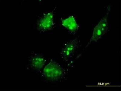 Immunocytochemistry/Immunofluorescence: TSC22D4 Antibody (3C5) [H00081628-M06] - Analysis of monoclonal antibody to THG-1 on HeLa cell. Antibody concentration 10 ug/ml