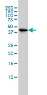 Western Blot: TSC22D4 Antibody (3C5) [H00081628-M06] - Analysis of TSC22D4 expression in K-562 (Cat # L009V1).