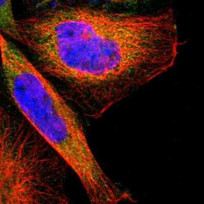 Immunocytochemistry/Immunofluorescence: TSC22D4 Antibody [NBP1-80688] - Staining  of human cell line A-431 shows positivity in cytoplasm.