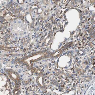 Immunohistochemistry-Paraffin: TSC22D4 Antibody [NBP1-80688] - Staining of human kidney shows weak cytoplasmic positivity in cells in tubules.