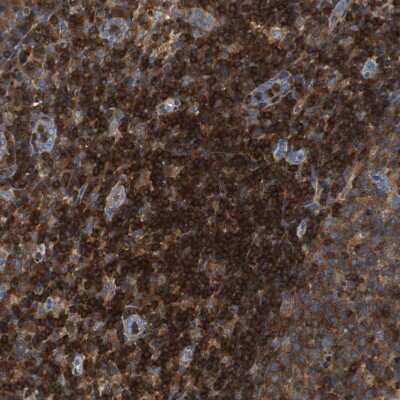 Immunohistochemistry-Paraffin: TSC22D4 Antibody [NBP1-80688] - Staining of human lymph node shows strong cytoplasmic positivity in non-germinal center cells.