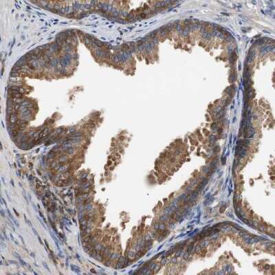 Immunohistochemistry-Paraffin: TSC22D4 Antibody [NBP1-80688] - Staining of human prostate shows moderate cytoplasmic positivity in glandular cells.
