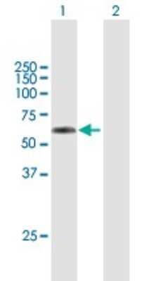 Western Blot: TSEN2 Antibody [H00080746-B01P] - Analysis of TSEN2 expression in transfected 293T cell line by TSEN2 polyclonal antibody.  Lane 1: TSEN2 transfected lysate(51.15 KDa). Lane 2: Non-transfected lysate.