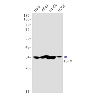 Western Blot: TSFM Antibody (S06-6H3) [NBP3-19981] - Western blot detection of TSFM in Hela, A549, HL-60, U2OS cell lysates using NBP3-19981 (1:1000 diluted). Predicted band size: 35kDa. Observed band size: 35kDa.