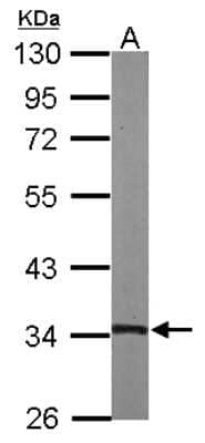 Western Blot: TSFM Antibody [NBP2-20747] - Sample (50 ug of whole cell lysate) A: Mouse Heart, 10% SDS PAGE gel, diluted at 1:1000.