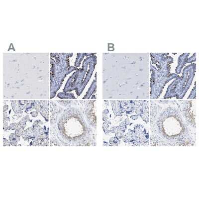 Immunohistochemistry-Paraffin TSGA2 Antibody - BSA Free