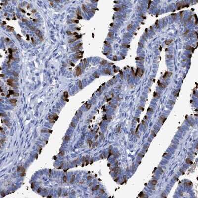 Immunohistochemistry-Paraffin TSGA2 Antibody - BSA Free
