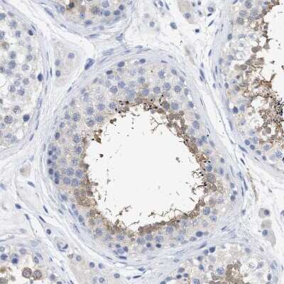 Immunohistochemistry-Paraffin: TSGA2 Antibody [NBP1-89839] - Staining of human testis shows moderate cytoplasmic positivity in cells in seminiferous ducts.