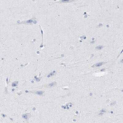 Immunohistochemistry-Paraffin: TSGA2 Antibody [NBP1-89839] - Staining of human cerebral cortex shows no positivity in neurons as expected.