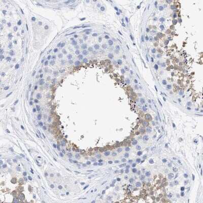 Immunohistochemistry-Paraffin: TSGA2 Antibody [NBP1-89840] - Staining of human testis shows moderate cytoplasmic positivity.