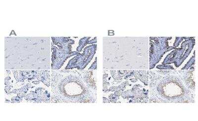 <b>Independent Antibodies Validation. </b>Immunohistochemistry-Paraffin: TSGA2 Antibody [NBP1-89840] - Staining of human cerebral cortex, fallopian tube, placenta and testis using Anti-RSPH1 antibody NBP1-89840 (A) shows similar protein distribution across tissues to independent antibody.