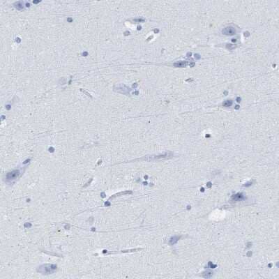 Immunohistochemistry-Paraffin: TSGA2 Antibody [NBP1-89840] - Staining of human cerebral cortex shows no positivity in neurons as expected.