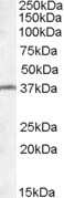 Western Blot TSGA2 Antibody