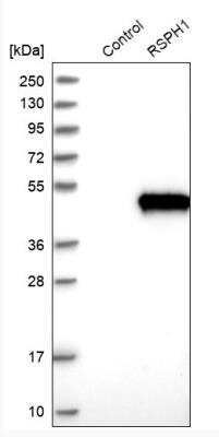 Western Blot TSGA2 Antibody - BSA Free