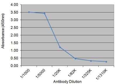 ELISA: TSH alpha/beta Antibody (28.1G11) [NBP3-11644] - Human thyroid stimulating hormone probed with Mouse anti Human TSH followed by HRP conjugated Rabbit F(ab')2 anti Mouse IgG.