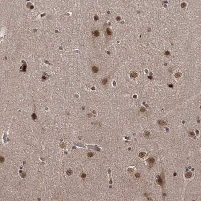 Immunohistochemistry-Paraffin: TSHZ2 Antibody [NBP1-88303] - Staining of human cerebral cortex shows strong nuclear positivity in neurons.