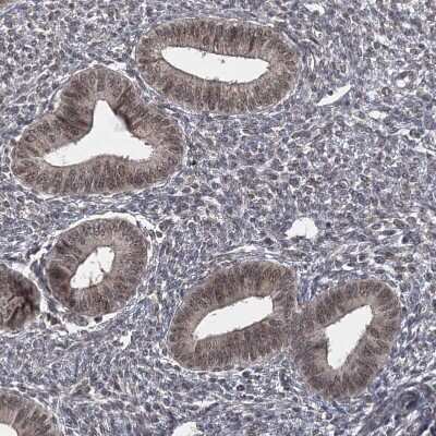 Immunohistochemistry-Paraffin: TSHZ2 Antibody [NBP1-88303] - Staining of human endometrium shows moderate nuclear positivity in glandular cells.