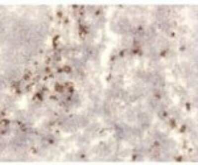 Immunohistochemistry: TSLP Antibody (209A2.03) [DDX0801P-100] - Staining of human tonsil frozen section.